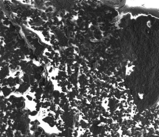 Fig. 1. SEM image of the developed CNT-PDMS nanocomposite [15].
